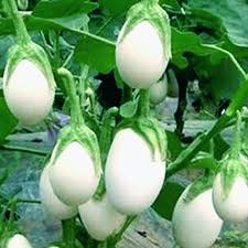Green Eggplant Seeds for Planting – Heirloom Garden Seeds