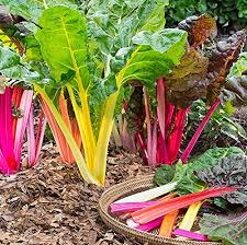 Mixed Swiss Chard Seeds for Planting – Heirloom Non-GMO Garden Seeds