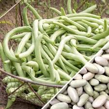 Yellow Bush Bean Seeds for Planting – Heirloom Garden Seeds