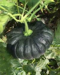 Black Pumpkin Seeds for Planting – Heirloom Non-GMO Garden Seeds