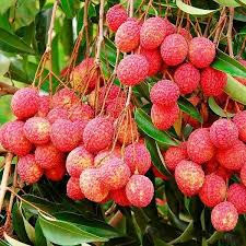 Lychee Fruit Seeds for Planting – Heirloom Non-GMO Garden Seeds