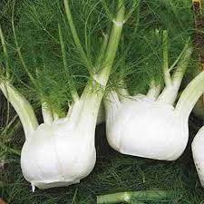 Florence Fennel Seeds