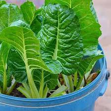 Green Swiss Chard Seeds for Planting – Heirloom Garden Seeds