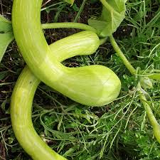Tromboncino Squash Seeds