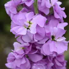 Lavender Matthiola flower seeds