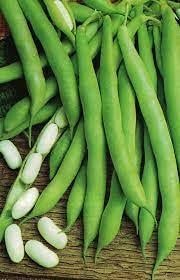 Tarbais Bean Seeds for Planting – Heirloom French Bean Seeds