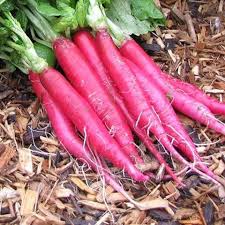 Pink Radish Seeds