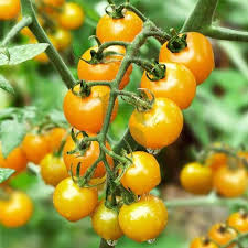Golden Tomato Seeds