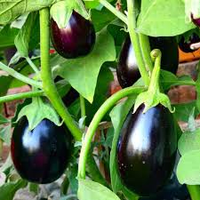 Eggplant Seeds for Planting – Heirloom Non-GMO Garden Seeds