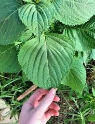 Perilla Seeds for Planting – Shiso Herb Garden Seeds