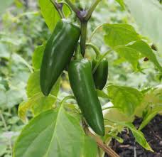 Jalapeño Pepper Seeds