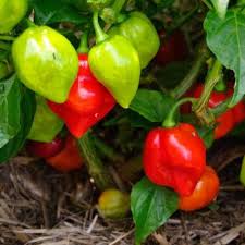 Red Cachucha Pepper Seeds