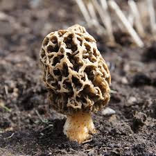Morel Mushroom Spores