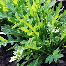 Arugula Seeds