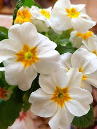 White Primrose flower seeds
