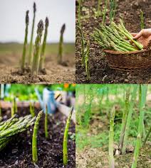 Asparagus Seeds for Planting – Heirloom Garden Seeds