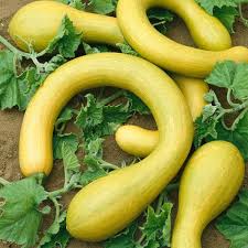 Tromboncino Squash Seeds