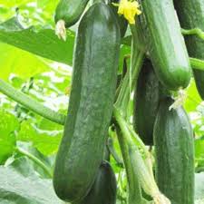Dark Green Cucumber Seeds