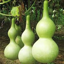 Birdhouse Gourd Seeds