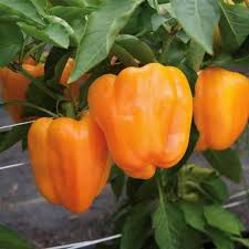 Orange Bell Pepper Seeds for Planting – Heirloom Non-GMO Garden Seeds