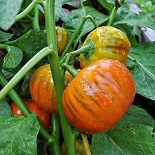Turkish Orange Eggplant Seeds