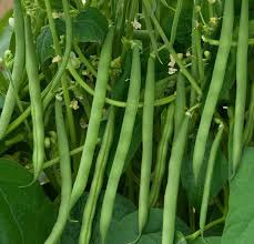 Green Bean Seeds