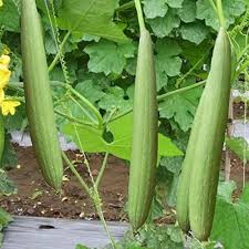 Luffa Sponge Gourd Seeds