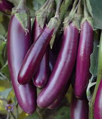 Purple Eggplant Seeds for Planting – Heirloom Non-GMO Garden Seeds