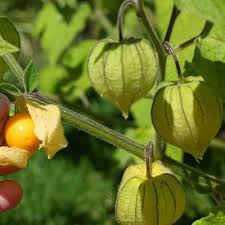 Yellow Tomatillo Seeds for Planting – Heirloom Garden Seeds