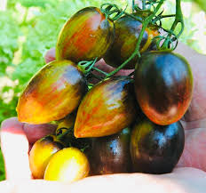 Atomic Grape Tomato Seeds