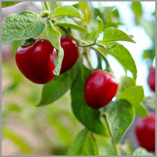 Giant Rocoto Pepper Seeds