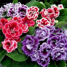 Colour Gloxinia flower seeds
