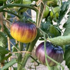 Yellow Black Tomato Seeds