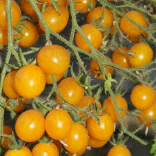 Yellow Cherry Tomato Seeds for Planting – Heirloom Tomato Seeds
