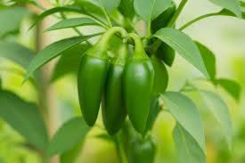 Jalapeño Pepper Seeds