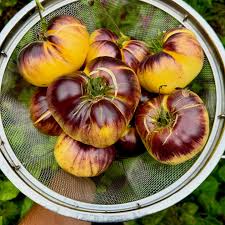Yellow Black Tomato Seeds for Planting – Heirloom Non-GMO Garden Seeds