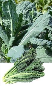 Kale Seeds for Planting – Heirloom Non-GMO Garden Seeds