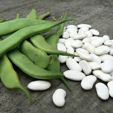 Tarbais Bean Seeds
