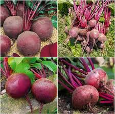 Beetroot Seeds for Planting – Heirloom Non-GMO Garden Seeds