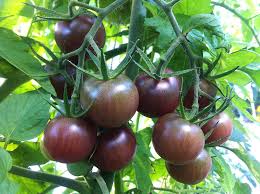 Brown Tomato Seeds