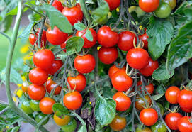 Red Tumbler Tomato Seeds for Planting – Heirloom Non-GMO Garden Seeds