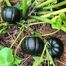 Black Pumpkin Seeds
