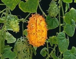 Kiwano Seeds