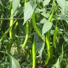 Light Green Bell Pepper Seeds for Planting – Heirloom Garden Seeds