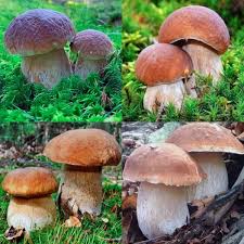 Porcini Mushroom Spores