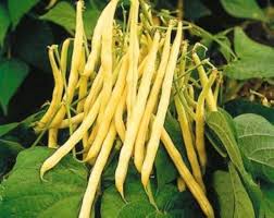 Tabasco Pepper Seeds for Planting – Heirloom Hot Pepper Seeds