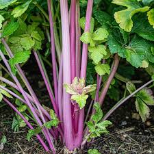 Pink Plume Celery Seeds