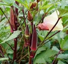 Red Okra Seeds