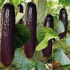 Black Cucumber Seeds
