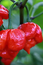 Hurt Berry Pepper Seeds for Planting – Heirloom Hot Pepper Seeds
